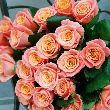 Букет из 25 коралловых роз