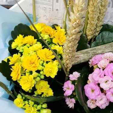 Композиция из каланхое Привет Лето