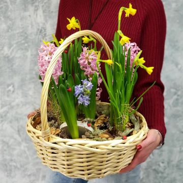 Цветочное предвкушение – гиацинты, мускари, тюльпаны в горшке на подоконнике