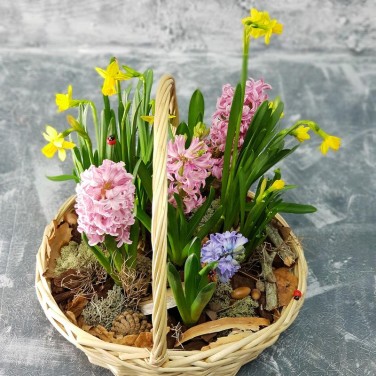 Корзина с гиацинтами и нарциссами Лесная