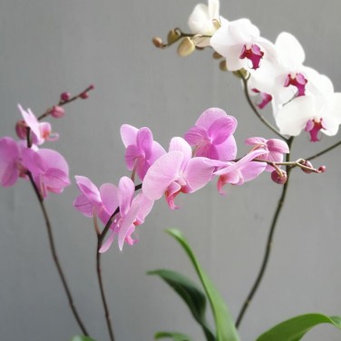 Цветочная композиция для офиса Гармония