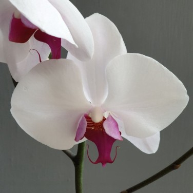 Цветочная композиция для офиса Гармония