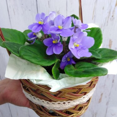 Нежная фиалочка в корзинке