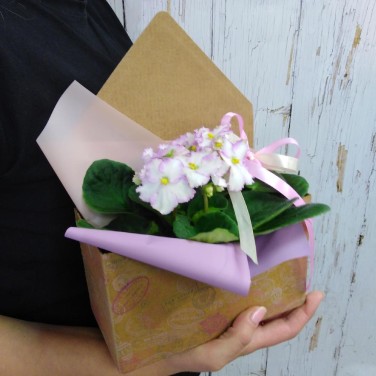 Нежная фиалочка в конверте