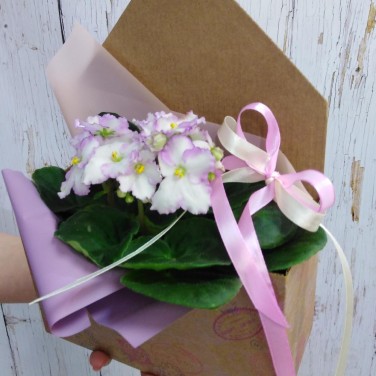 Нежная фиалочка в конверте