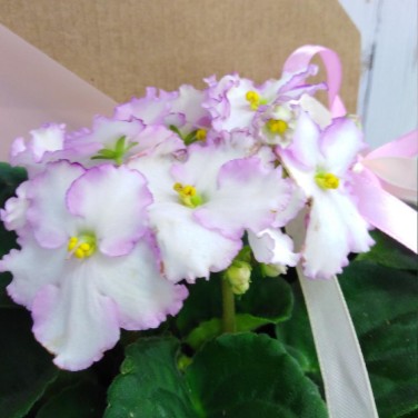 Нежная фиалочка в конверте