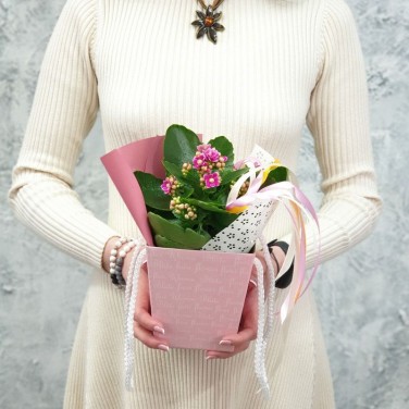 Композиция каланхое в коробочке с лентой