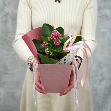 Композиция каланхое в коробочке с лентой