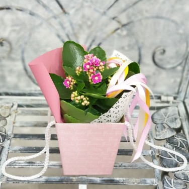 Композиция каланхое в коробочке с лентой