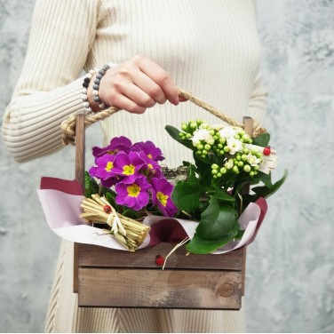 Композиция примула и каланхое в деревянном ящичке