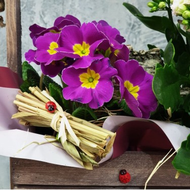 Композиция примула и каланхое в деревянном ящичке