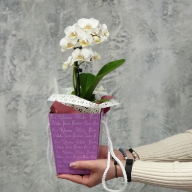 Композиция фаленопсис в коробочке