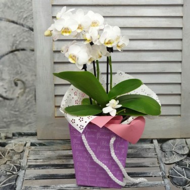 Композиция фаленопсис в коробочке