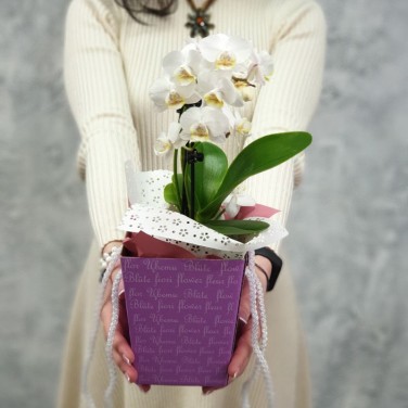 Композиция фаленопсис в коробочке