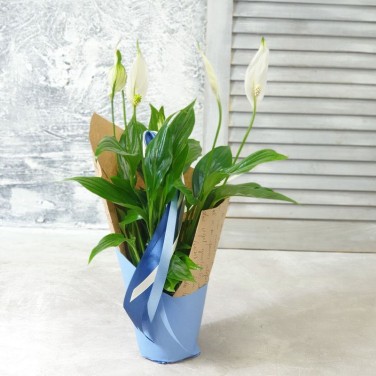 Спатифиллум в дизайнерской упаковке