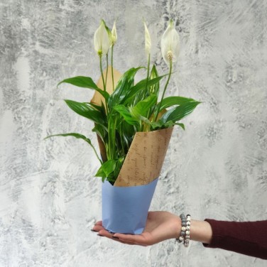 Спатифиллум в дизайнерской упаковке