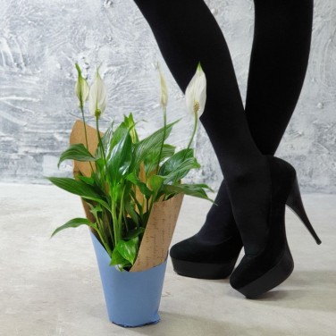 Спатифиллум в дизайнерской упаковке