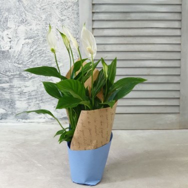 Спатифиллум в дизайнерской упаковке