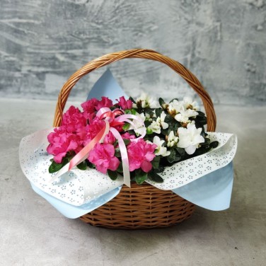Корзина из двух нежных азалий