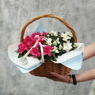 Корзина из двух нежных азалий