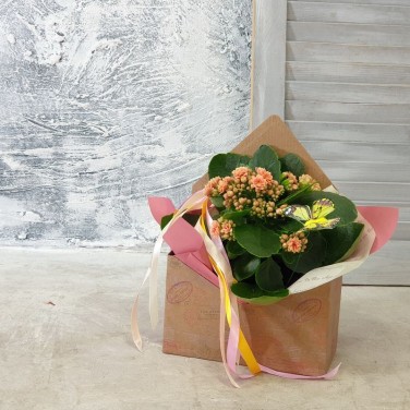 Каланхое в конверте