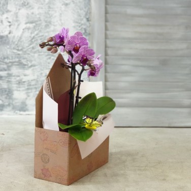 Мини фаленопсис в стильном конверте