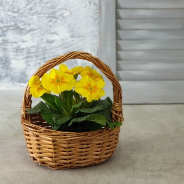 Примула в корзинке