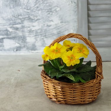 Примула в корзинке