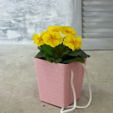 Примула в коробочке