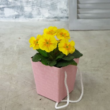 Примула в коробочке