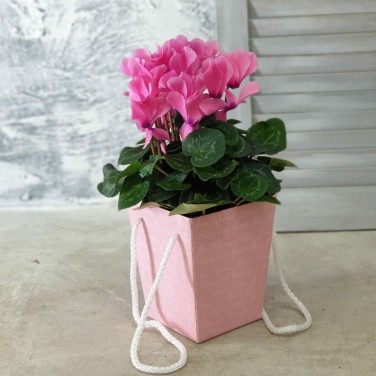 Цикламен в розовой коробке