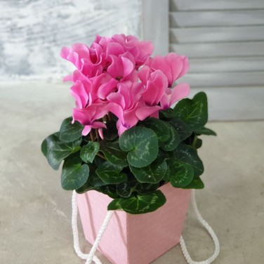 Цикламен в розовой коробке