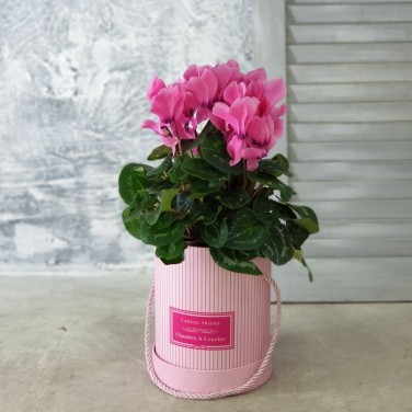 Цикламен в розовой шляпной  корбке