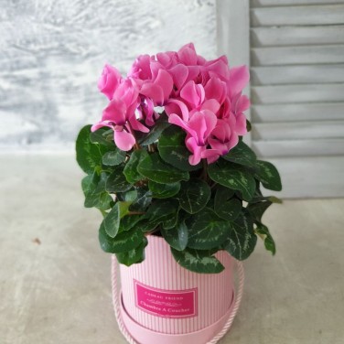 Цикламен в розовой шляпной  корбке