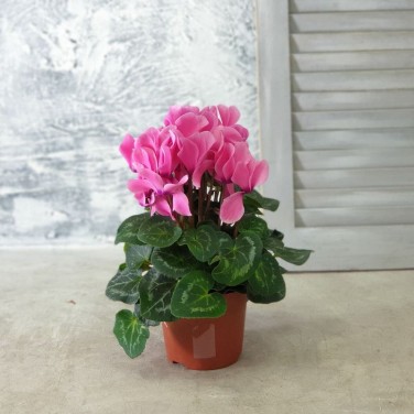 Цикламен микс