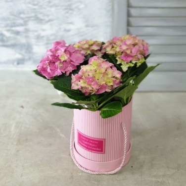 Гортензия горшечная в розовой шляпной  коробке