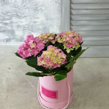 Гортензия горшечная в розовой шляпной  коробке