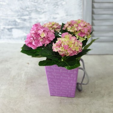 Гортензия горшечная в фиолетовой коробке