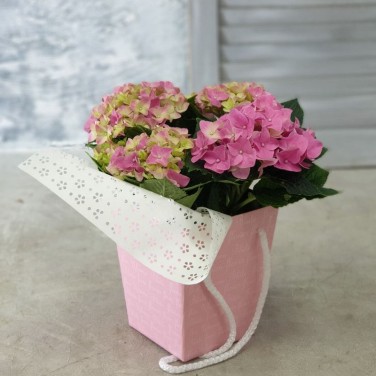 Гортензия горшечная в розовой коробке