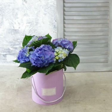 Синяя гортензия в шляпной коробке