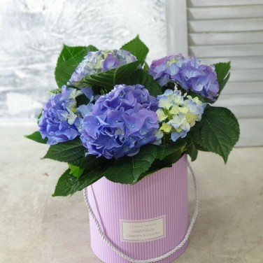 Синяя гортензия в шляпной коробке