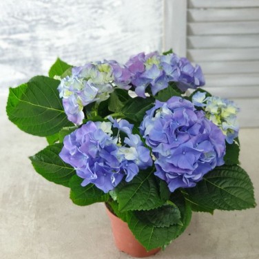 Гортензия горшечная синяя