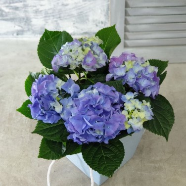 Гортензия горшечная синяя в коробке