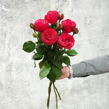 5 пионовидных роз Ред Пиано