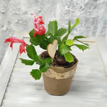 Декабрист в природном горшочке