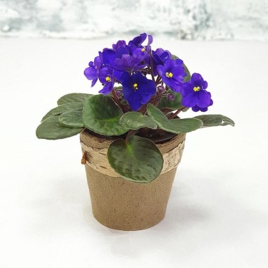 Фиалочка в природном горшочке