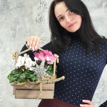 Композиция из цикламенов в деревянном ящике