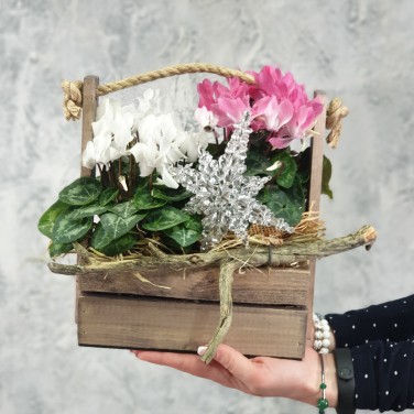 Композиция из цикламенов в деревянном ящике