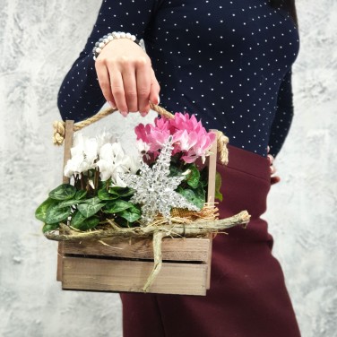 Композиция из цикламенов в деревянном ящике