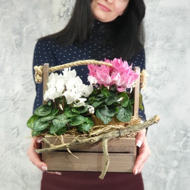 Композиция из цикламенов в деревянном ящике